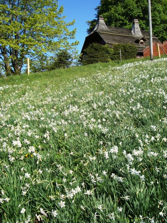 narcissusfieldatsonloup.jpg