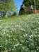narcissusfieldatsonloup_small.jpg