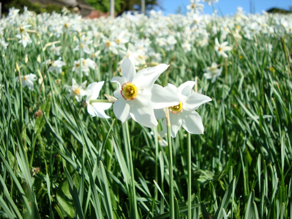 narcissusupclose2.jpg