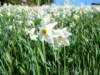 narcissusupclose2_small.jpg