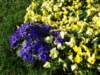 springflowers_small.jpg
