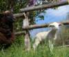 springlamb2_small.jpg