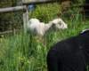 springlamb_small.jpg