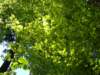 sunthroughthebeachforest_small.jpg