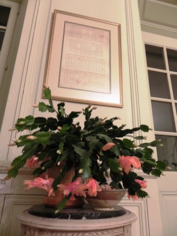 christmascactusinthedinningroom.jpg
