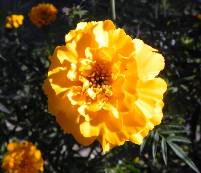marigoldthestateflowerofindia.jpg
