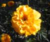marigoldthestateflowerofindia_small.jpg