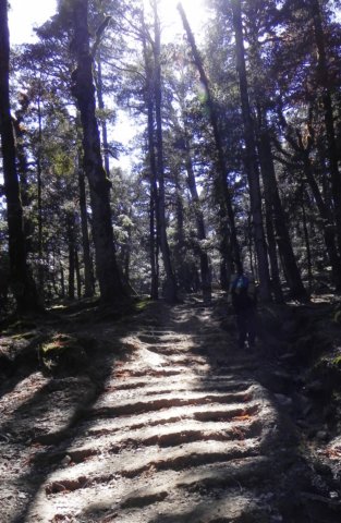 trailintheforest.jpg