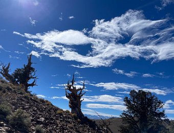 Bristlecone Pines 17 Oct 2024