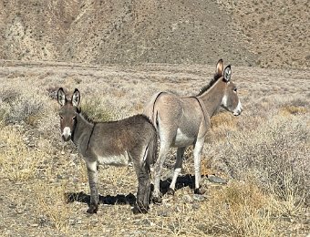 Death Valley CA 18 Oct 2024