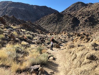 Joshua Tree 14 Oct 2024